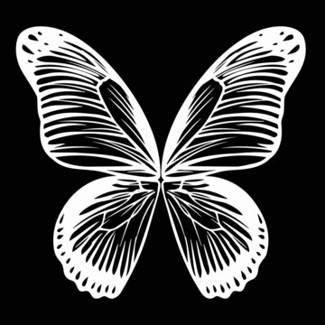 Silhouette of a white butterfly on a black background. Insect butterfly white silhouette, vector illustration of a white butterfly.