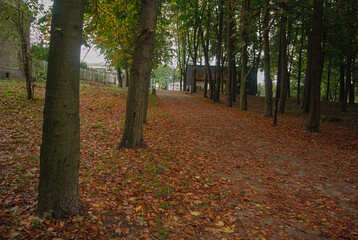 Naklejka premium autumn forest in the Świętokrzyskie Mountains