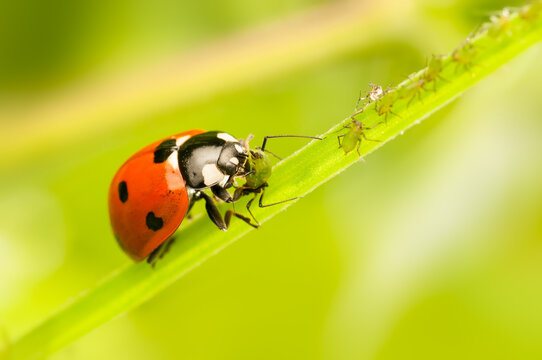 The ladybug eats aphids