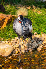 Fototapeta na wymiar grey crowned crane