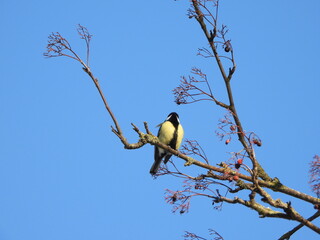 The great tit (Parus major) is a passerine bird in the tit family Paridae.