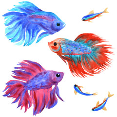 Fototapeta premium Fighting fish set on white. Betta splendens and neons. Watercolor illustration