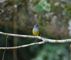 grey-headed canary-flycatcher bird