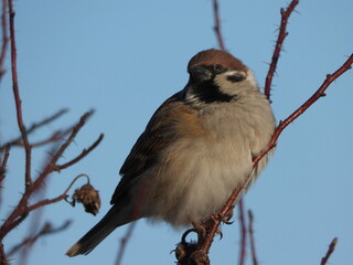 The Eurasian tree sparrow (Passer montanus) - sits on a bush, close-up photo.