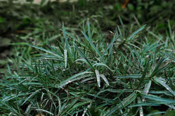 green lizard on the grass