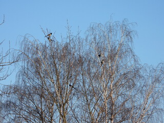Many magpies are sitting on the tree. The Eurasian magpie or common magpie (Pica pica) is a resident breeding bird throughout the northern part of the Eurasian continent.