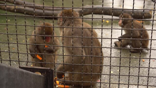 Monkeys in a cage at the zoo eating food. Yellow baboon monkeys