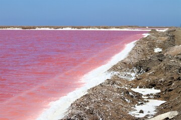 Single-celled organisms known as halobacteria thrive in harsh, salty environment, these tiny...