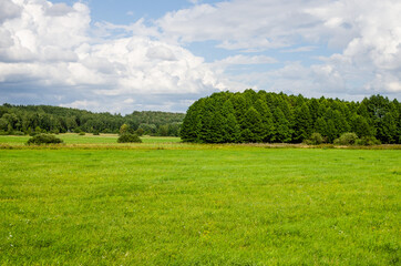 A meadow next to a forest where grass grows, which will then be processed into hay