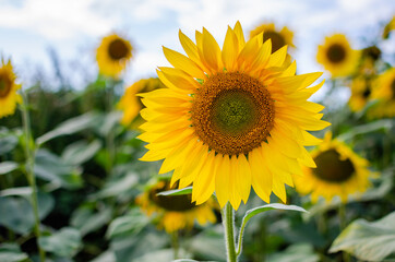 Obraz premium Sunflower close-up with a blurred background on a sunny day