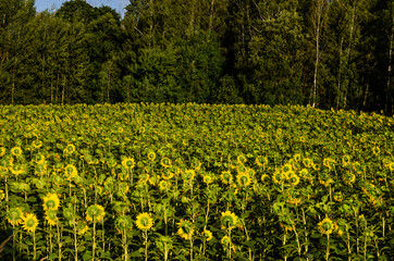 Yellow sunflower field next to green forest in summer