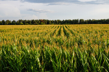 Corn field next to the forest illuminated by the rays of the rising rays of the sun