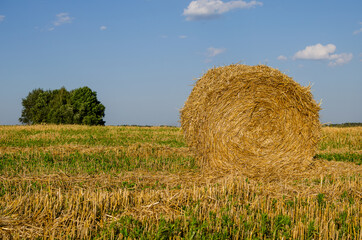 Straw on agricultural land after harvesting and getting a large amount of wheat grain harvest, straw is collected and used in agricultural activities