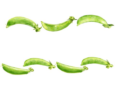 手描き水彩のスナップエンドウイラストラインセット Stock Illustration Adobe Stock