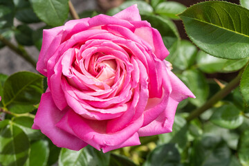 Gallic rose