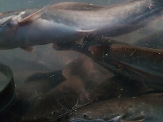 Fototapeta premium underwater of catfish on the river