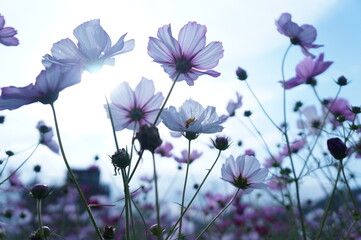 cosmos flowers bloom in autumn