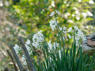garlic at market