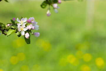 sakura, apple spring natural background, pink blossom tree in green garden. Blooming buds on the branches on tree.