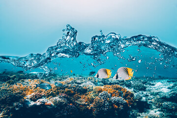 Underwater coral reef on the red sea