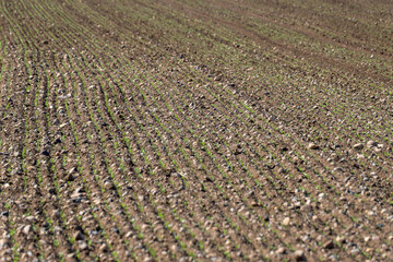 Agricultural field of pure quality with soil full of stones