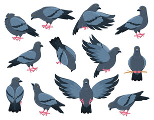 Cartoon rock doves bird, city pigeon birds. Flying, walking and sitting grey pigeon bird vector illustration set. Pigeon bird characters