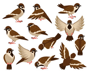 Cartoon sparrow bird, cute little flying bird character. Tiny city sparrow birds isolated vector illustration set. Sparrow bird