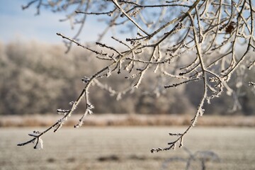 Münsterland
Reif
Natur
Winter
Outdoor
