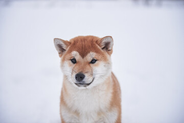 Close-up portrait of a shiba inu puppy with snow