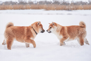Two Shiba Inu puppies playing