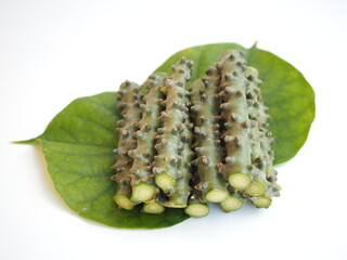 Tinospora Cordifolia and leaf isolated on white background. closeup photo, blurred.
