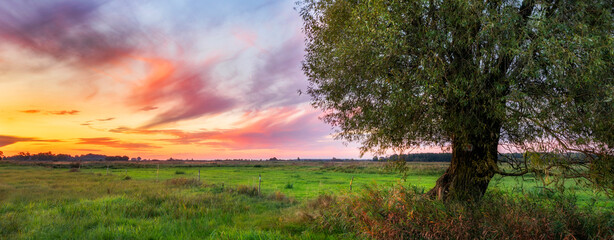 Summer sunset over the old tree