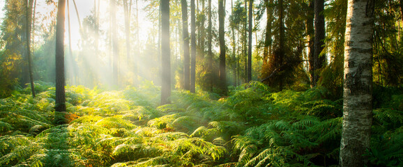 Beautiful sunny morning in the forest © Piotr Krzeslak