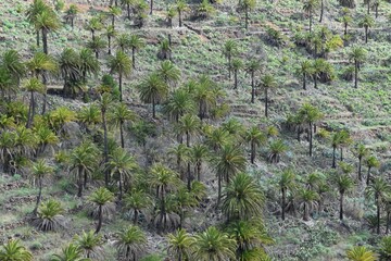 
A hill with many exotic Canarian palm trees on the island of La Gomera, Canary Islands, Spain