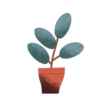 House plant growing in pot. Green houseplant Rubber Tree with leaf in planter. Foliage decoration for home and office interiors. Colored flat vector illustration isolated on white background