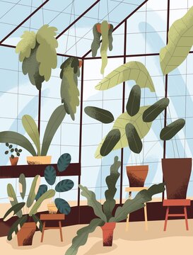 Glass greenhouse with potted green plants. Winter garden in glasshouse with many houseplants growing in planters. Conservatory interior. Modern urban jungle. Colored flat vector illustration