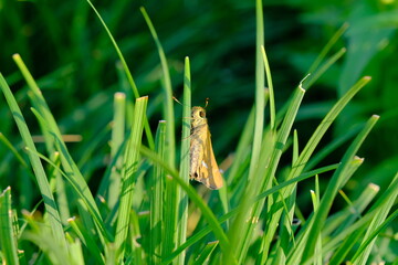 Insects perched on the grass