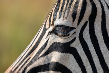 Zebra staring into the abyss while grazing - 480120666
