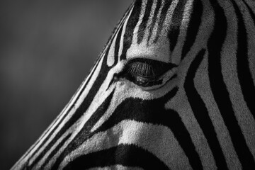 Zebra staring into the abyss while grazing - 480120669