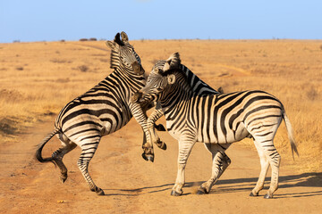 Two zebras settle each other's differences in the savannah - 480120672