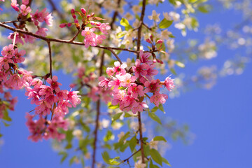 Beautiful sakura flowers during spring season with blue sky,Cherry blossoms in full blooming