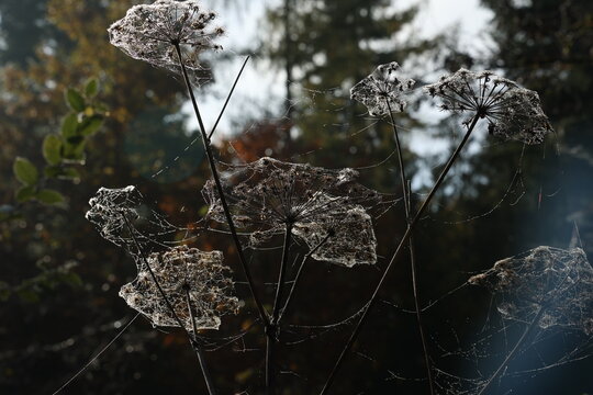 Dill umbrellas in cobwebs and morning dew