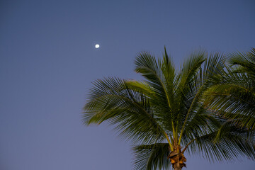 Fototapeta na wymiar palm tree and moon