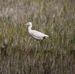  search of prey in heron farm 