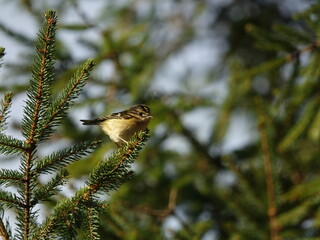 goldcrest (Regulus regulus) perched on branch of fir tree, winter in the UK