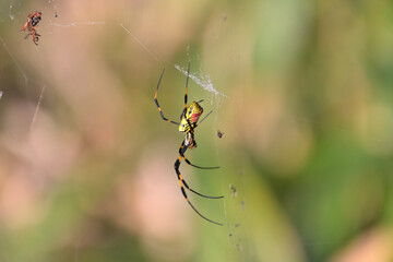 真横から撮影したジョロウグモ