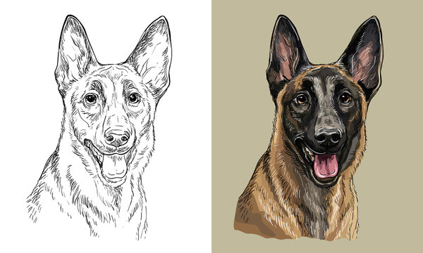Vector hand drawing dog Belgian shepherd monochrome and color