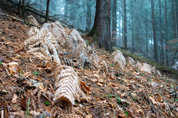 Obraz premium FROZEN FERN . GEFRORENER FARN