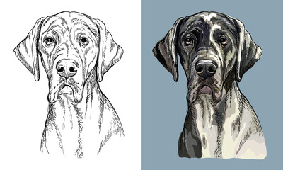 Vector hand drawing dog Great dane monochrome and color - obrazy, fototapety, plakaty