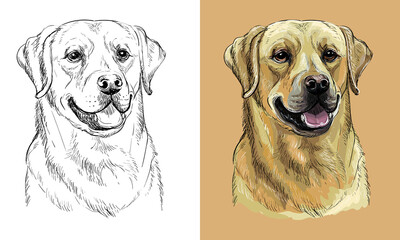 Vector hand drawing dog labrador retriever monochrome and color - obrazy, fototapety, plakaty